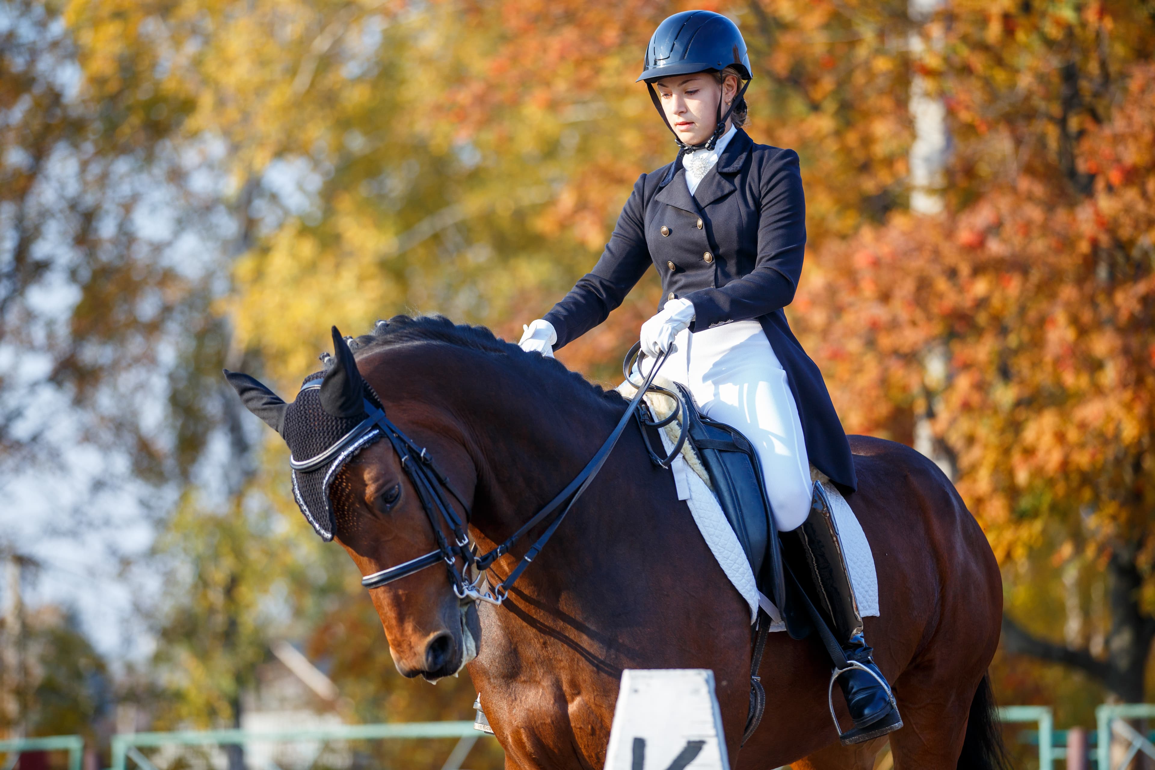 Cover Image for Fortgeschrittenes Reittraining: Techniken für Profis