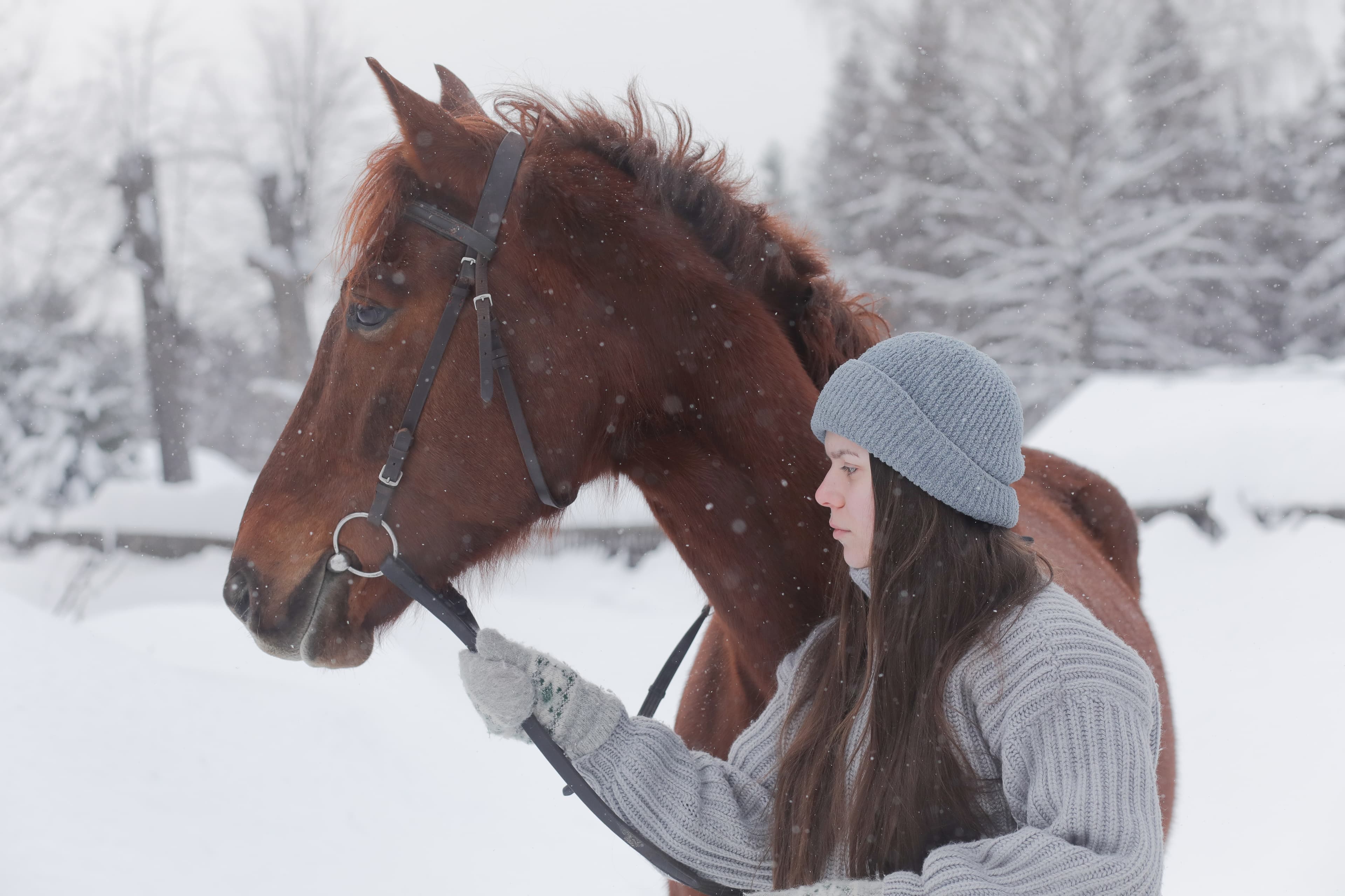 Cover Image for Pferdepflege im Winter: So bleiben Ihre Pferde gesund